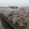 天神川の桜