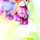 DPP_67019