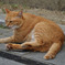 散歩にて（猫）