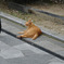 散歩にて（猫）