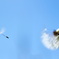 『fly to the sky』