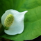 水芭蕉連投　1