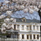 桜と鉱山事務所