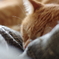 take a nap