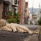 Happiness of the back alley.