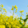 君に似た花が空を仰いでるよ