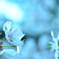 夢見桜-A dreaming flower