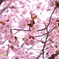 SAKURA flower