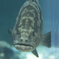 人面魚