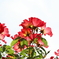 花便り　- カクテルはいかが？ -