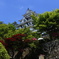 郡上八幡