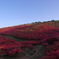 つつじ山の朝