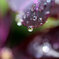 雨上がりの輝き