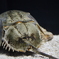 カブトガニ