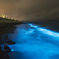 夜光虫 (Noctiluca scintillans)
