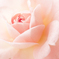 blooming