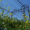 線路沿いに咲く菜の花