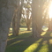 sunlight