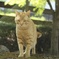 下呂温泉の猫