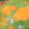 花フェスタ記念公園にて