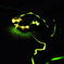 firefly（光跡）