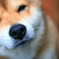 愛犬mame