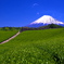 お茶畑と富士山