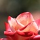 ＲＯＳＥ