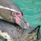 ペンギン