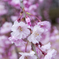 桜2013