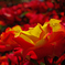 A5S_1668-1s