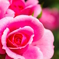ばらの花7