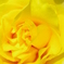 ばらの花9