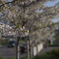 小樽の桜