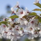 小樽の桜