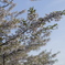 小樽の桜
