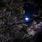 夜桜