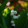 鉢植えひとつの花畑