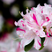 お洒落な花