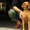 犬も来てくれる博愛主義な写真展