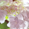 鉢植えの紫陽花