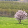 One Ezoyamazakura