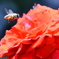 薔薇２