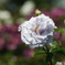 DSC07067