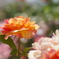 DSC07044