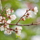 北大構内　遅咲きの桜