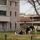 獣医学部 放牧中