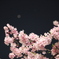 夜桜