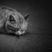 Sleeping Cat