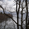 Tree&Lake